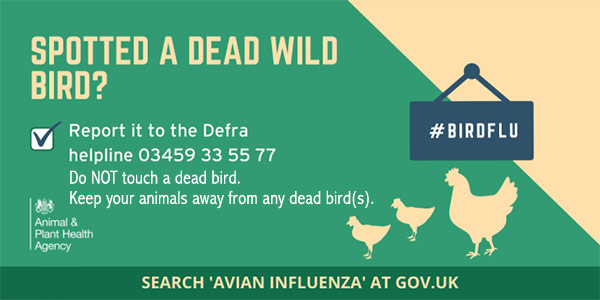 Bird Flu in Roundhay Park 2022.
