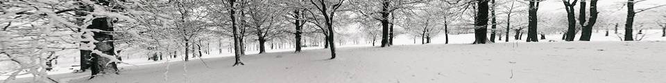 Roundhay Park Woods in the snow, winter scene
