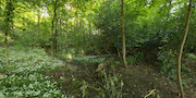 photograph of Wild Garlic in the woods